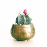 Barrel Cactus - Image 3
