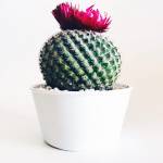 Barrel Cactus - Image 2