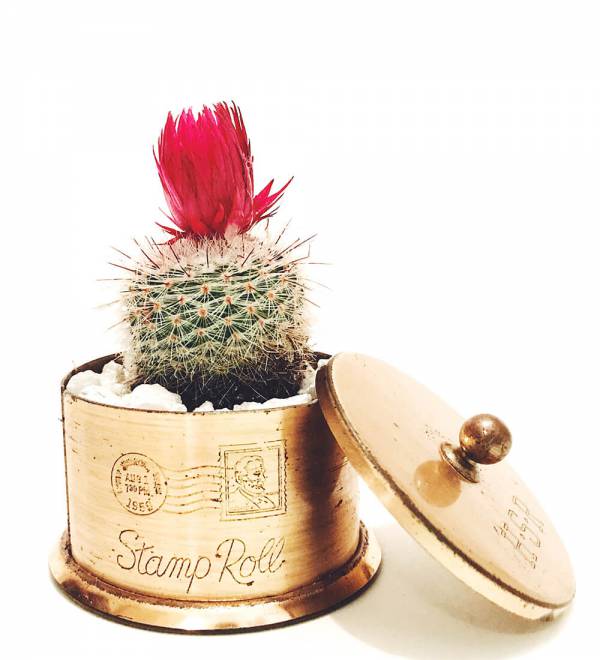 Arizona Cactus
